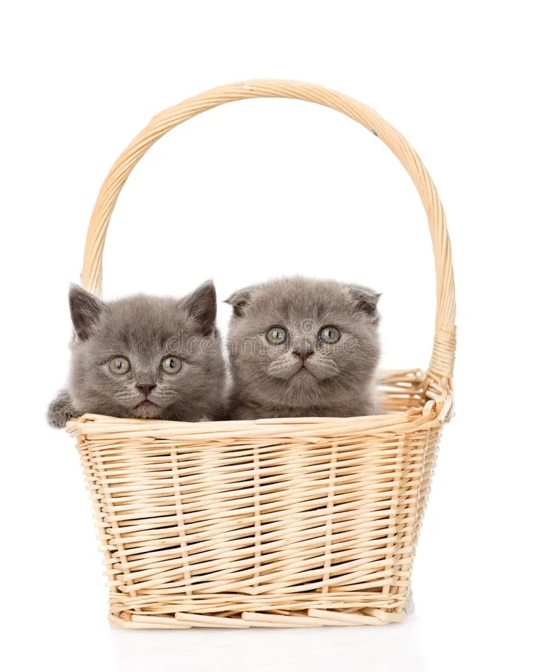 Kitten Shop