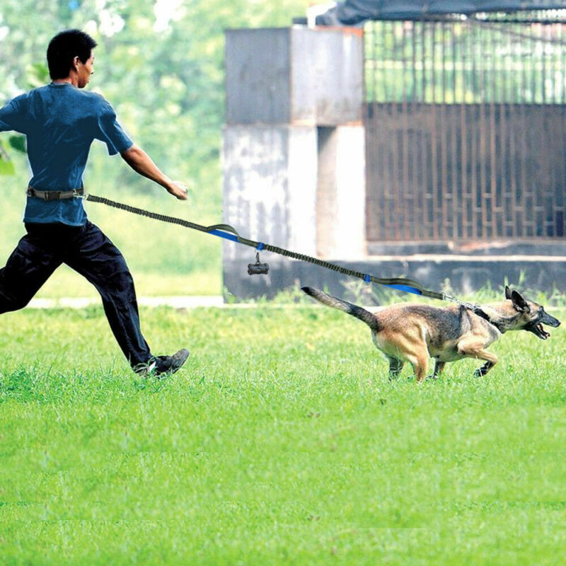 Amazon direct pet supplies multi-function running reflective pull dog leash double elastic dog leash traction Secondary image