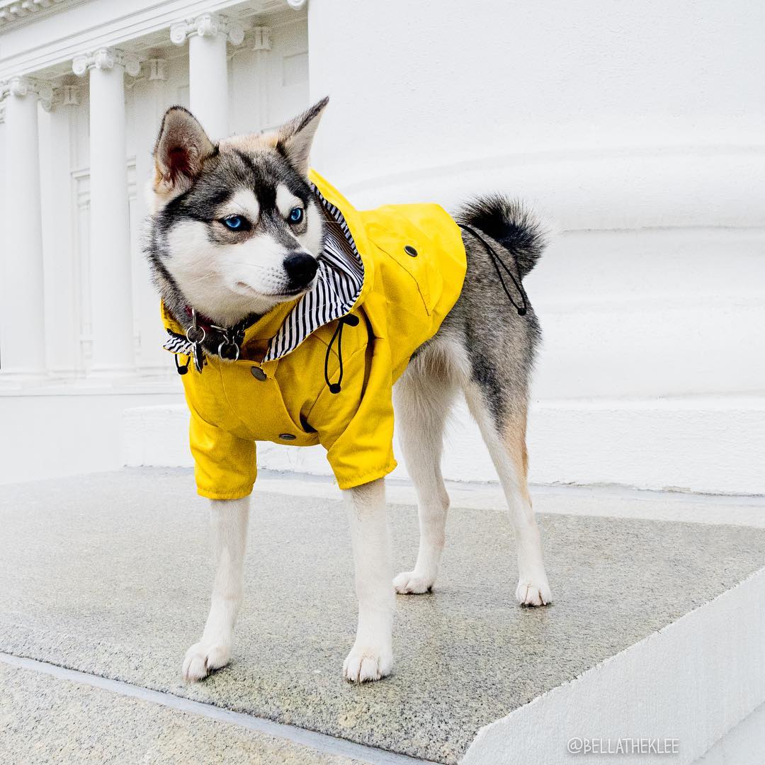 Waterproof Dog Winter Coat | Windproof Warm Pet Jacket Secondary image